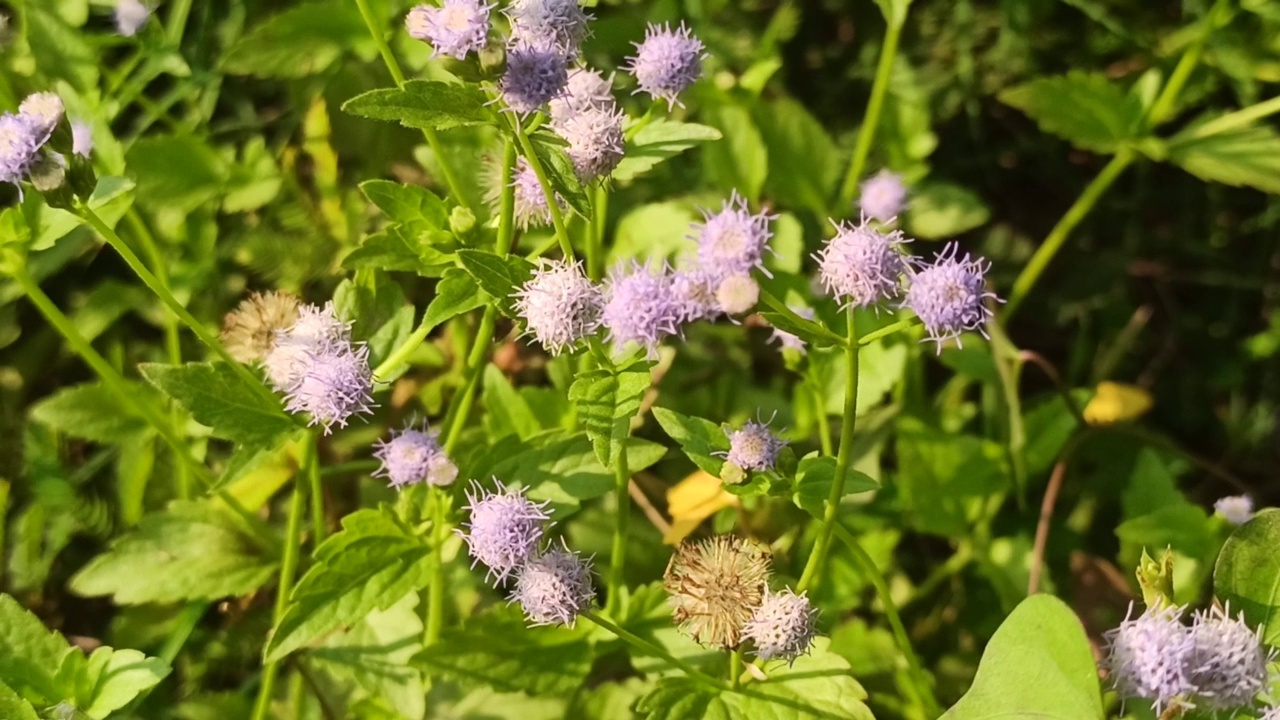 小花视频素材