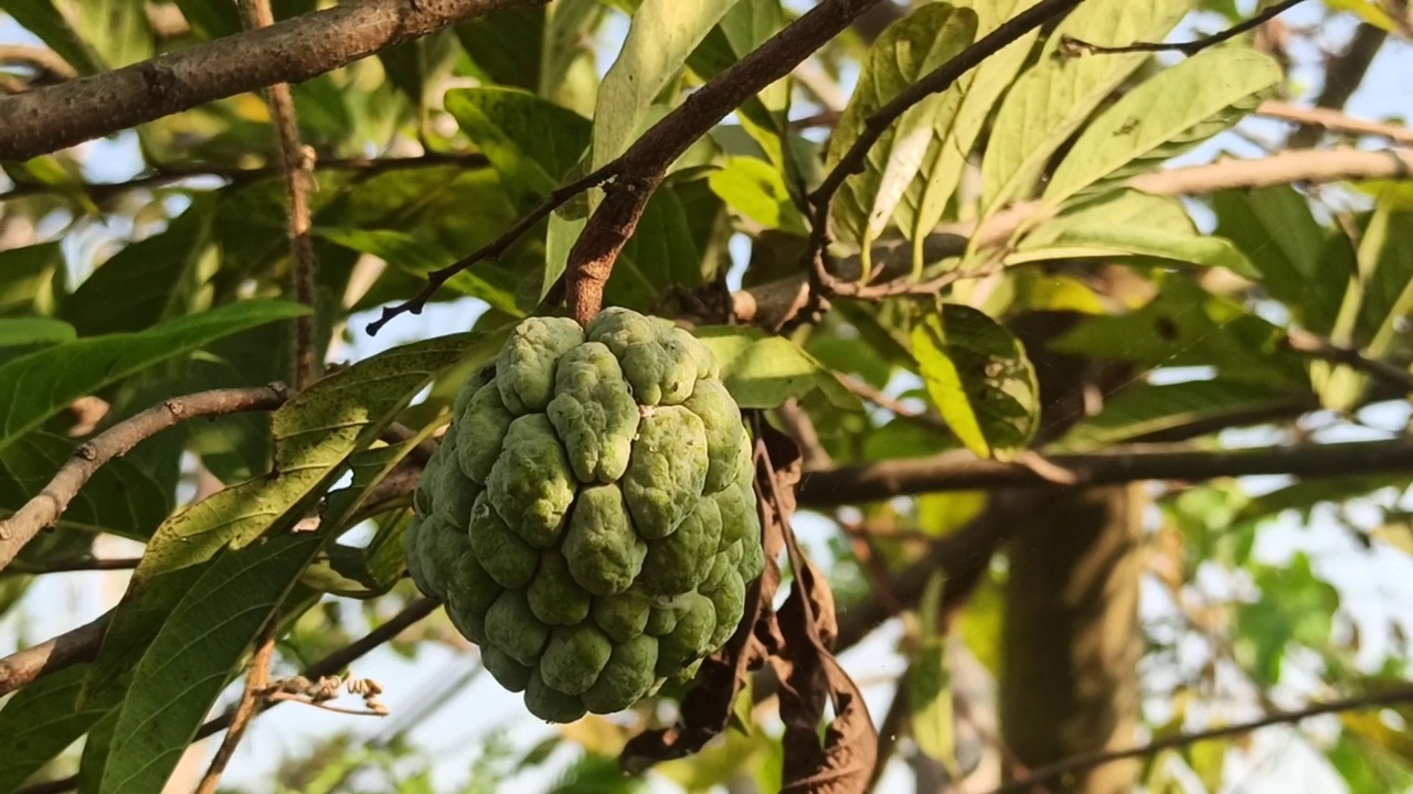 奶油苹果视频素材