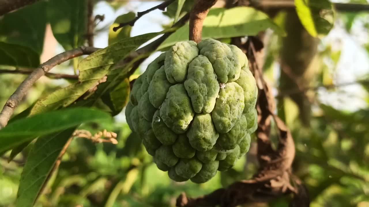 奶油苹果视频素材