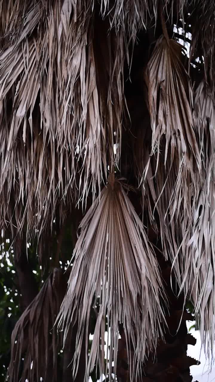 戏剧性的风暴云和极端风的背景。极端天气概念。视频下载