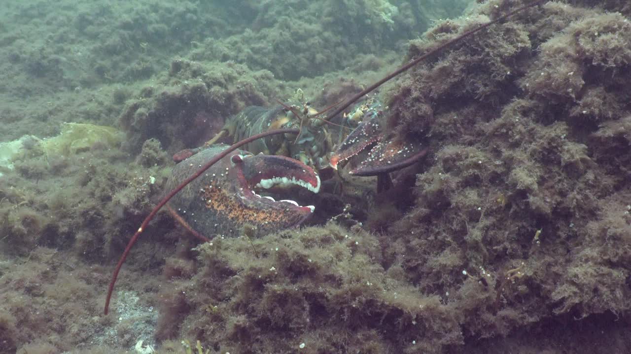 龙虾视频素材