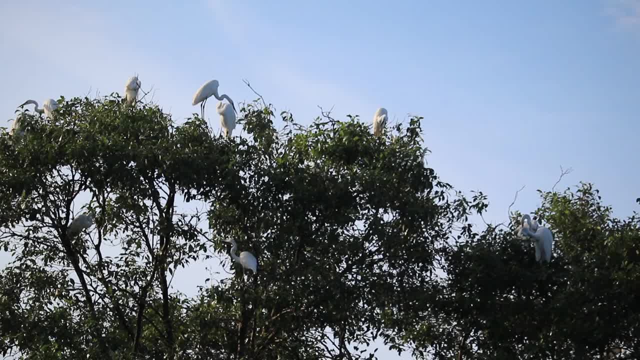 树上的一群白鹭视频下载