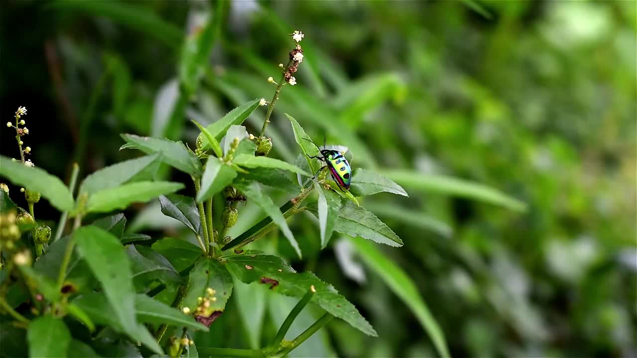 金曲叶甲虫，也被称为死荨麻叶甲虫，坐在花园里的绿色植物上的特写侧视图视频下载