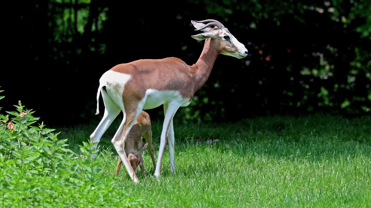 瞪羚妈妈，宝贝。Gazella dama mhorr或mhorr gazelle是瞪羚的一种。视频素材