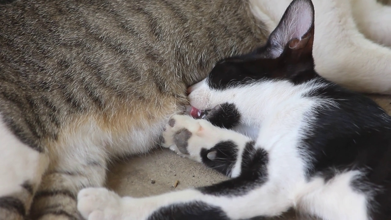 哺乳小猫:在母亲关怀下睡觉的猫视频素材