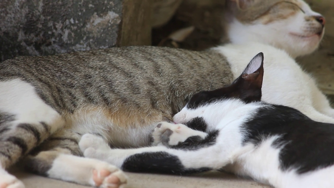 猫在睡觉和哺乳时呼吸视频素材