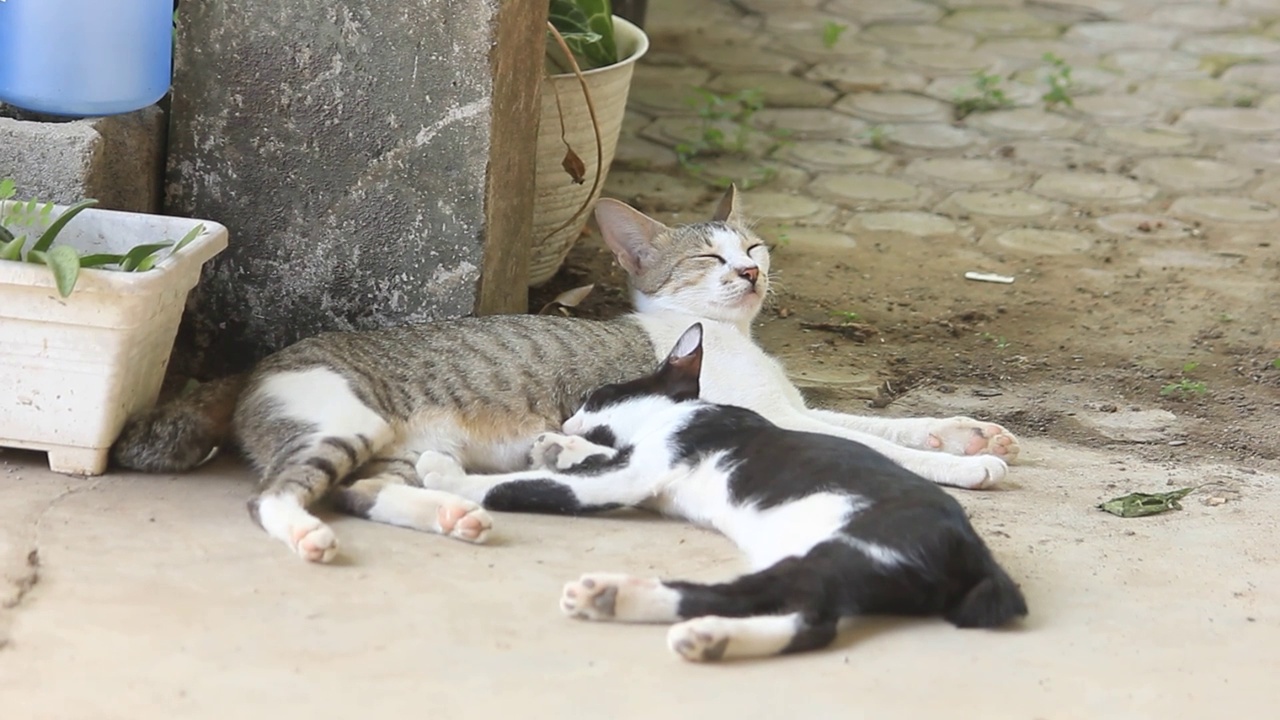 猫在睡觉和哺乳时呼吸视频素材