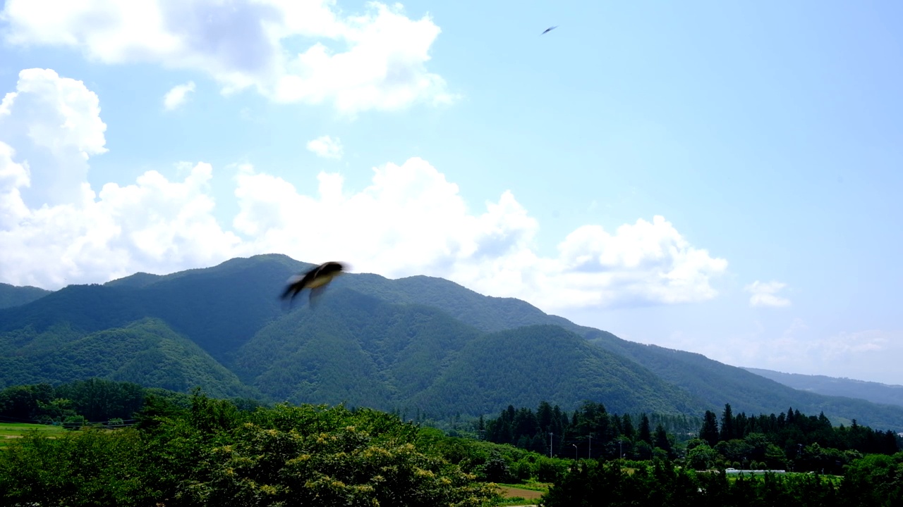 一群燕子在天空中飞翔，山林苍穹视频下载