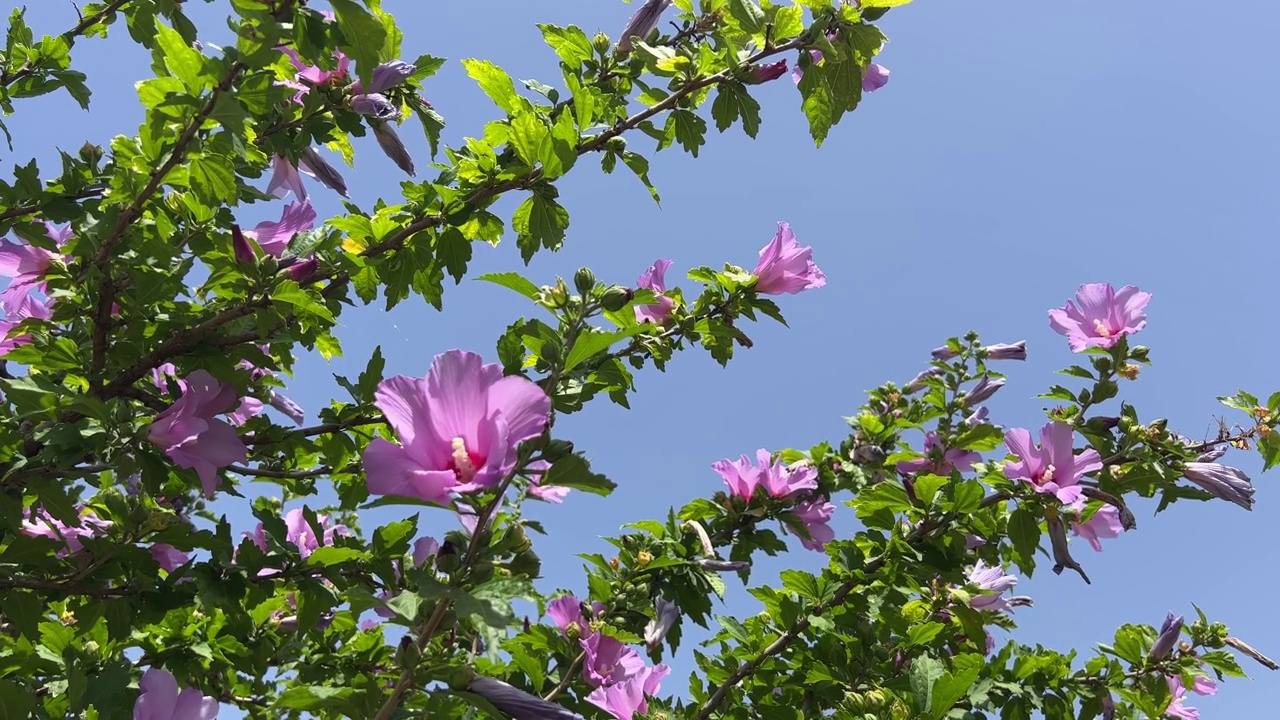 粉红色的芙蓉花映衬着天空。视频素材