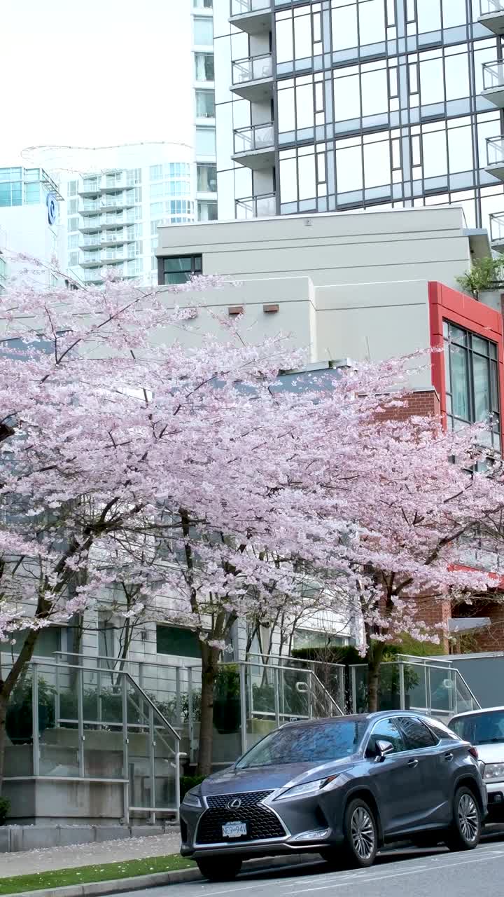 温哥华街道摩天大楼盛开的樱花春天汽车不同的建筑道路现实生活在大城市温哥华加拿大2023视频素材