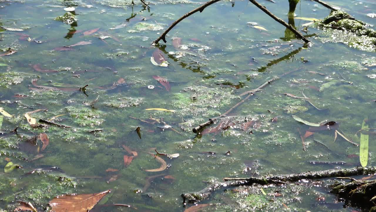 水藻:水体表面许多盛开的藻类视频素材