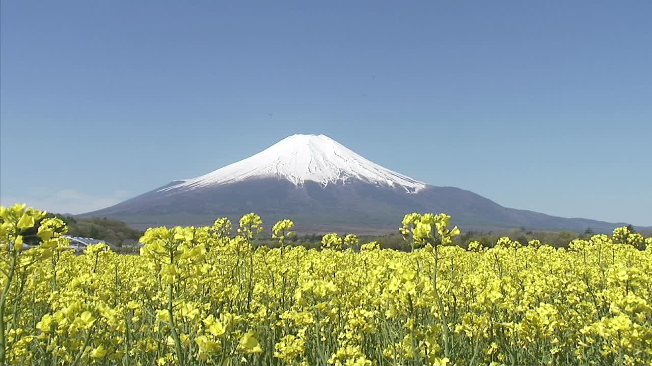 富士山和油菜花视频素材