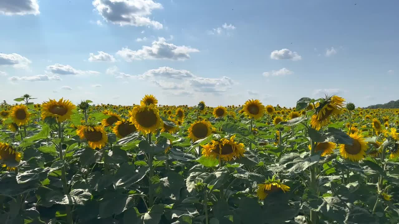 田野上的向日葵视频素材