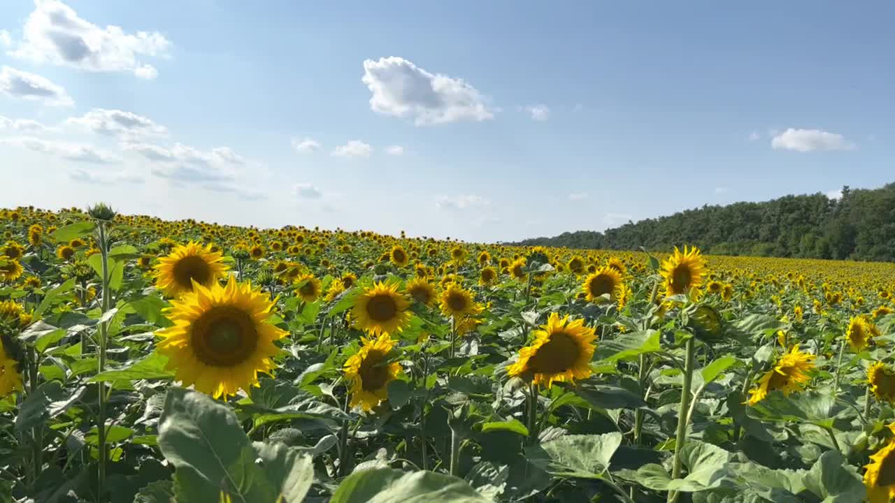 夏天田野上盛开的向日葵视频素材