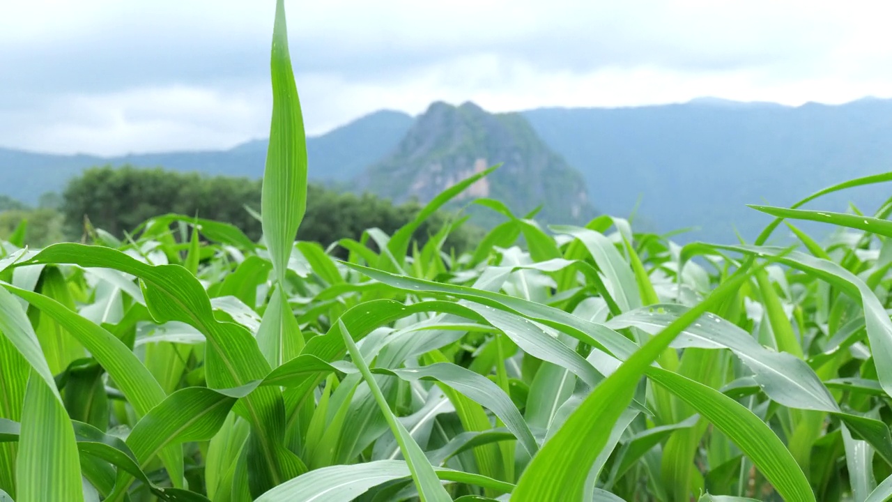 绿叶玉米田在山的背景，绿叶玉米种植园。视频素材