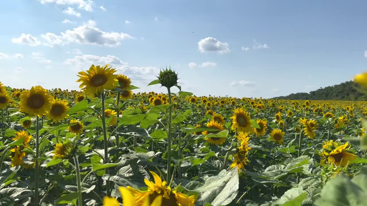 在向日葵田里视频素材