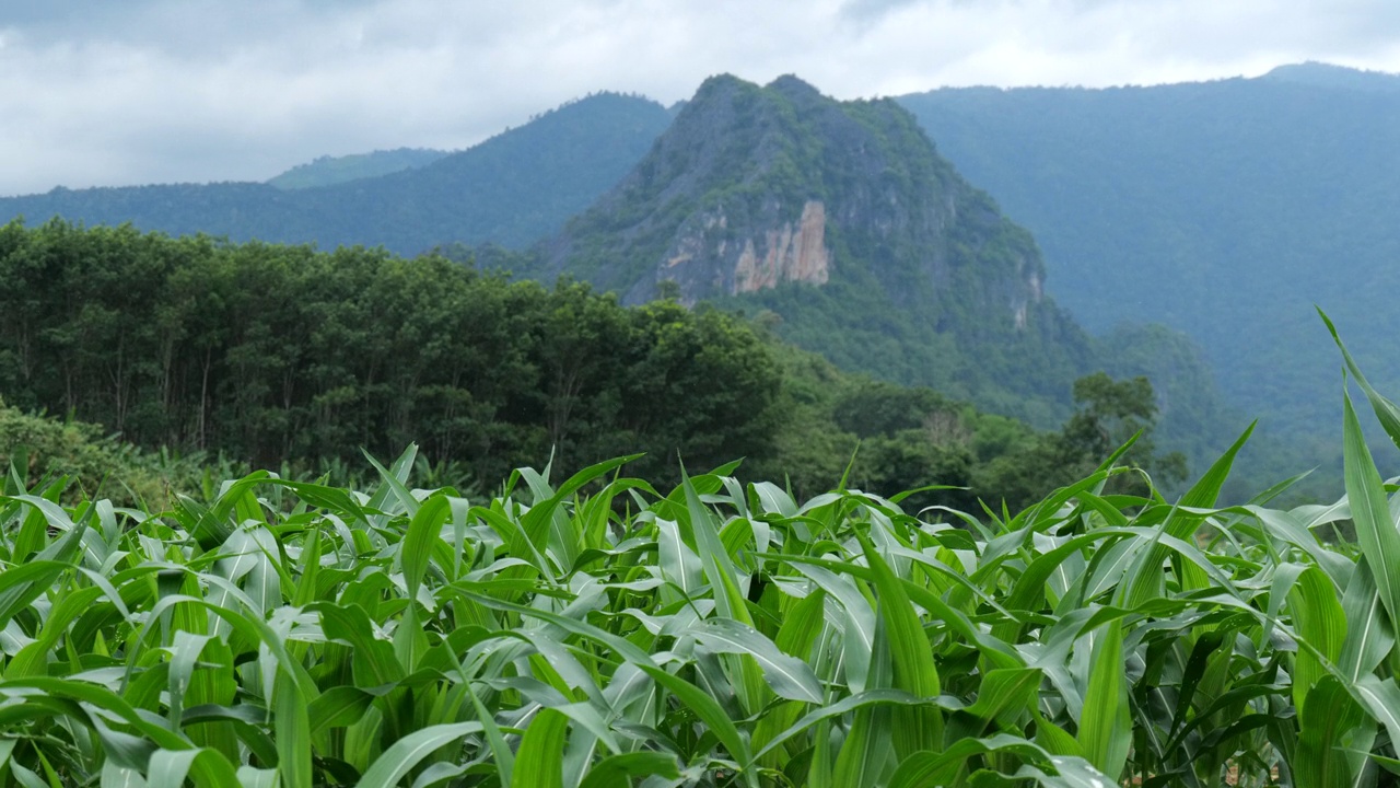 绿叶玉米田在山的背景，绿叶玉米种植园。视频素材