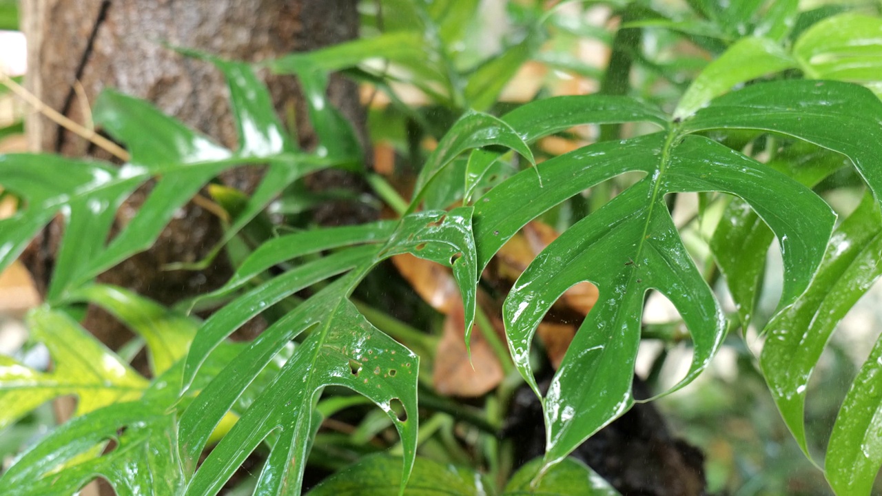 毛毛雨落在叶子上，雨滴落在叶子上，水滴落在绿叶上。视频素材