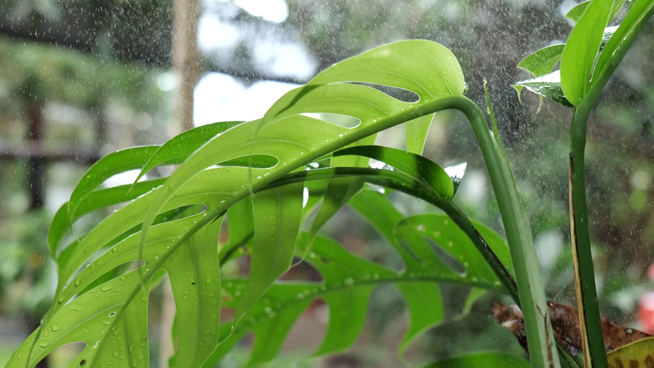 毛毛雨落在叶子上，雨滴落在叶子上，水滴落在绿叶上。视频素材