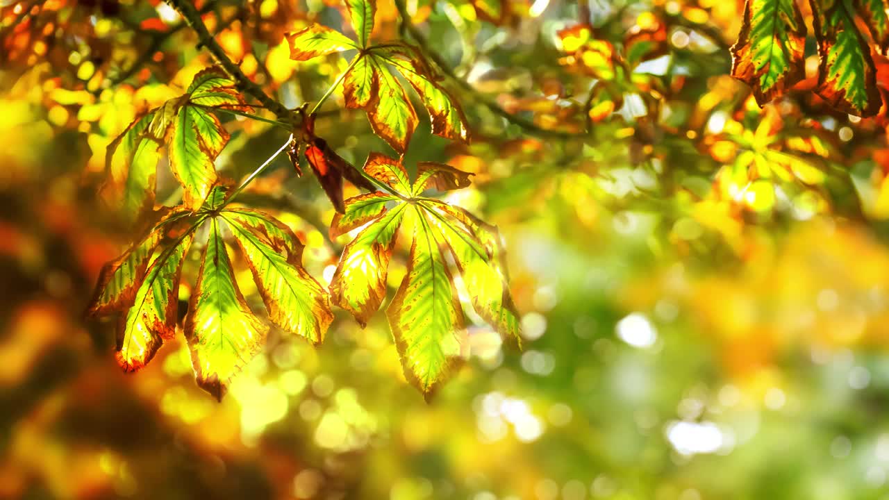 色彩斑斓的秋天背景，栗树枝叶在前景模糊的阳光的背景，美丽的花卉自然场景在金色的十月视频素材