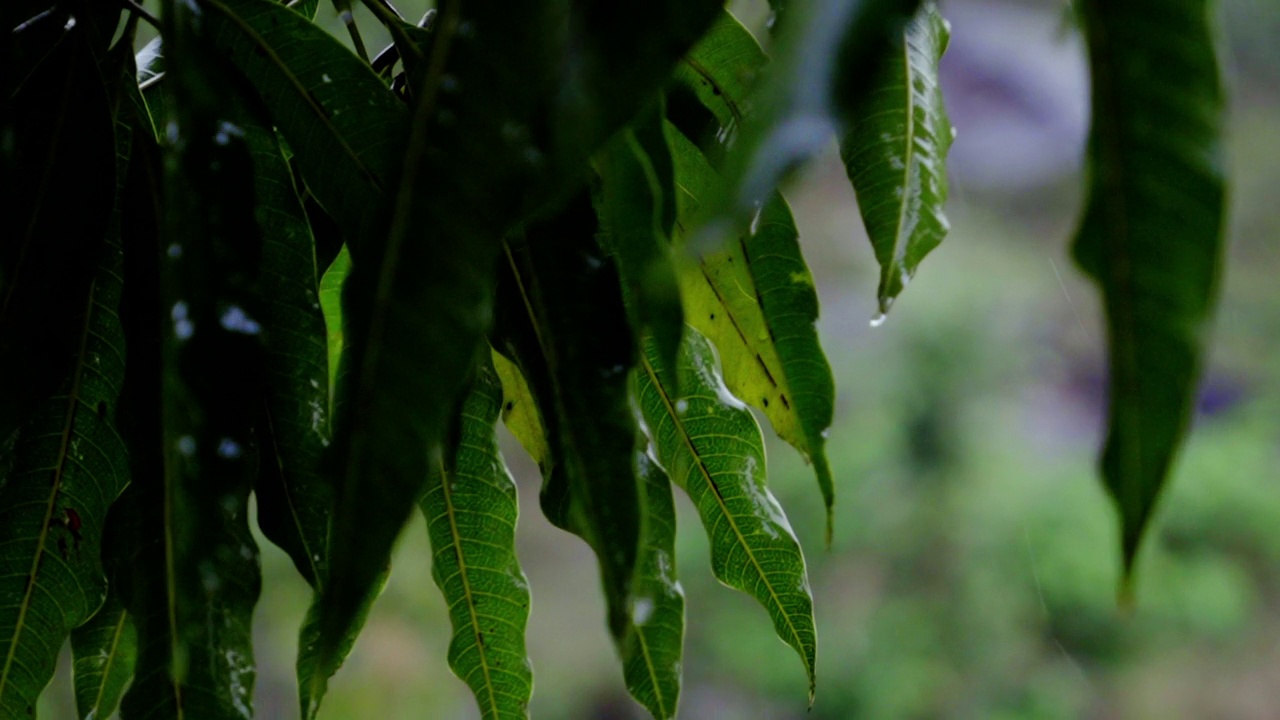 森林里树上生长的绿叶上落下的雨滴特写视频素材