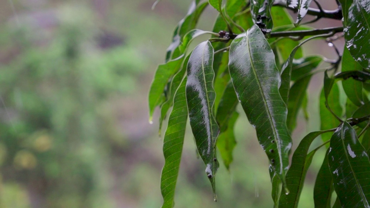 森林里树上生长的绿叶上落下的雨滴特写视频素材