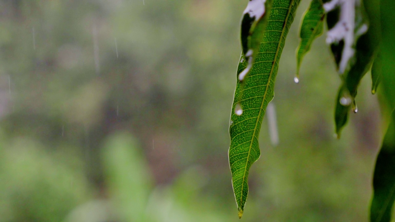 森林里树上生长的绿叶上落下的雨滴特写视频素材