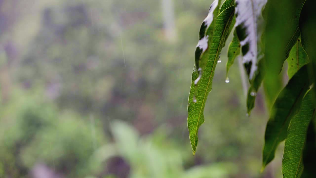 森林里树上生长的绿叶上落下的雨滴特写视频素材