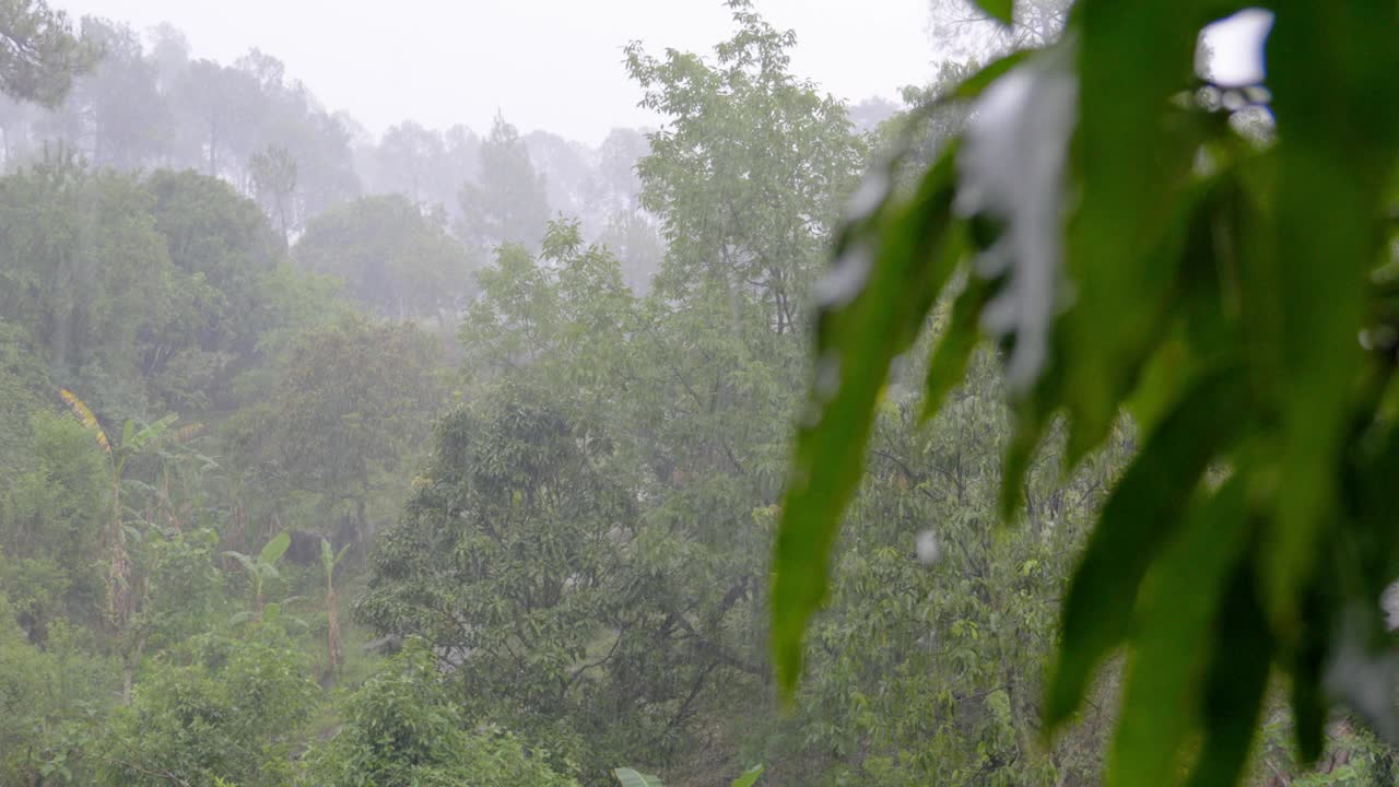 森林里树上生长的绿叶上落下的雨滴特写视频素材