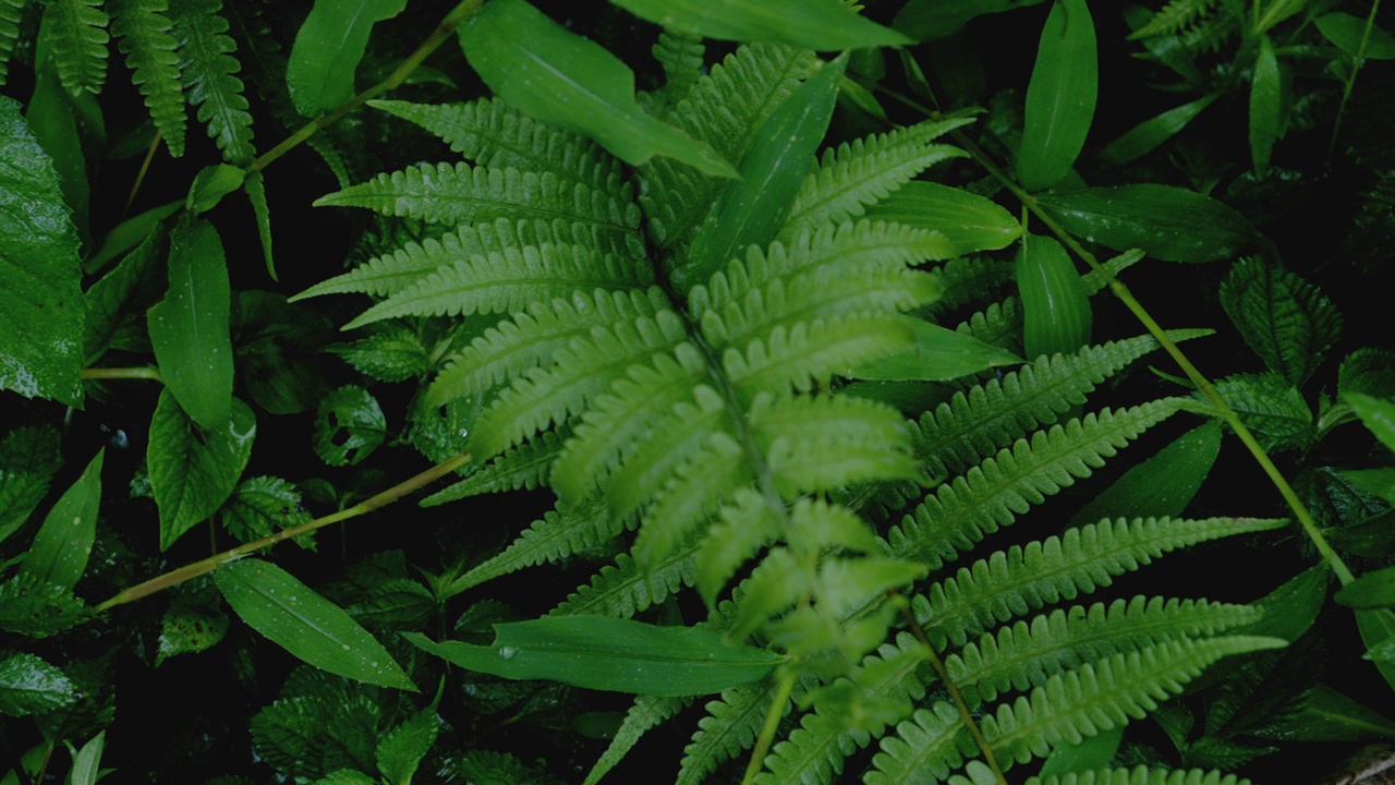 绿色蕨类植物生长在茂密的林地的特写视频素材