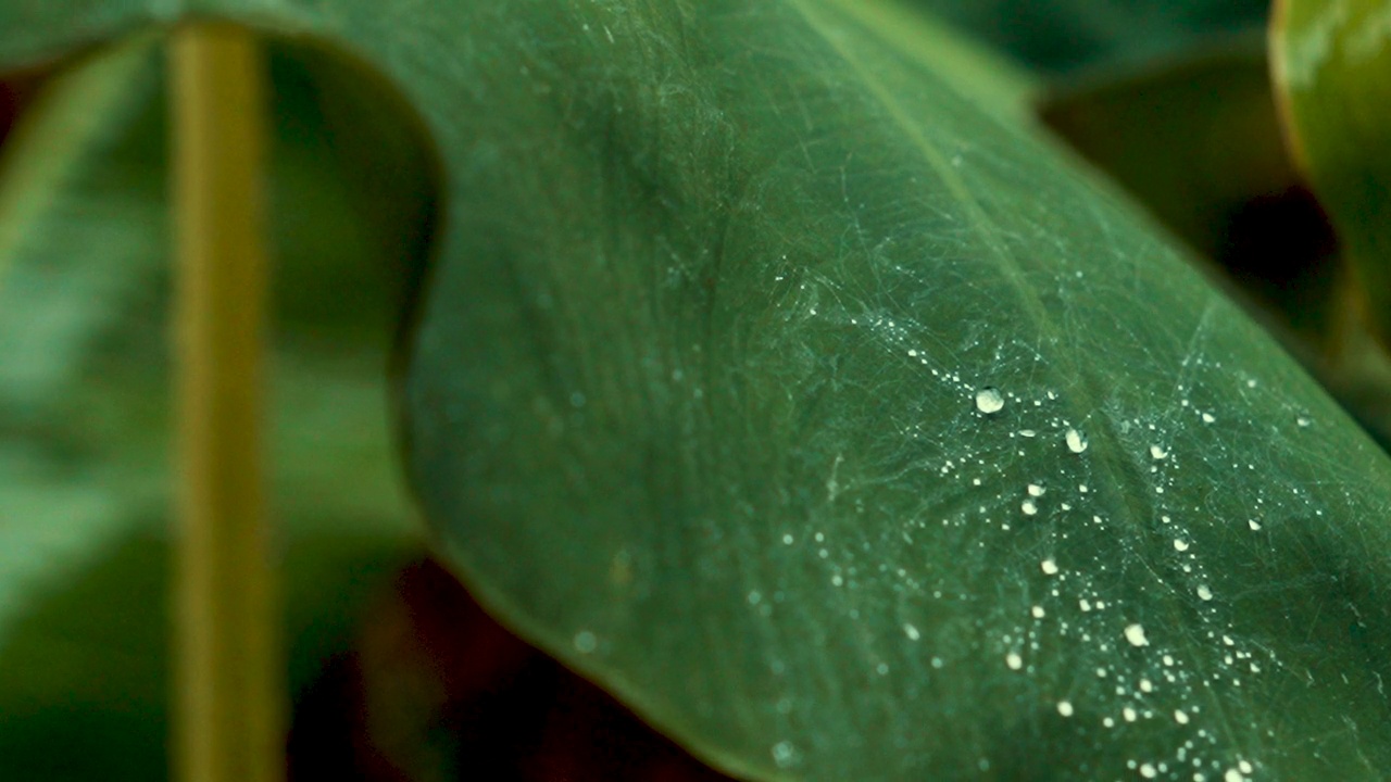 雨季绿叶上露珠的极端特写视频素材