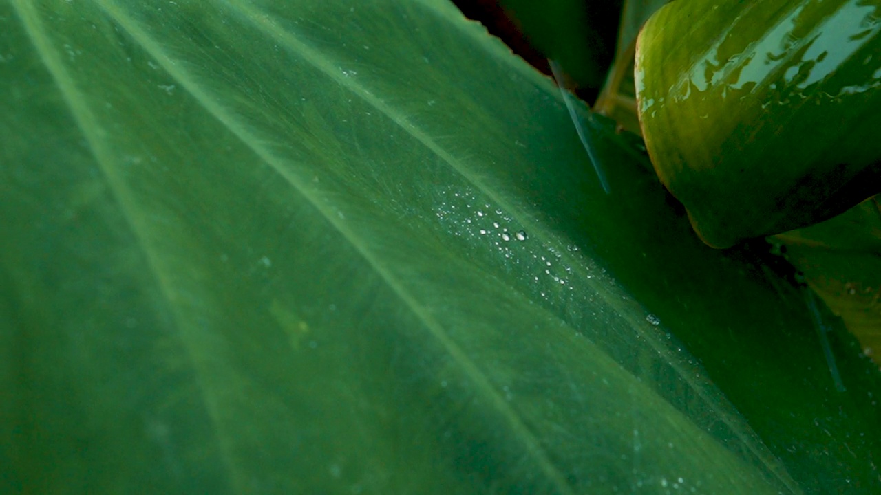 雨季绿叶上露珠的极端特写视频素材