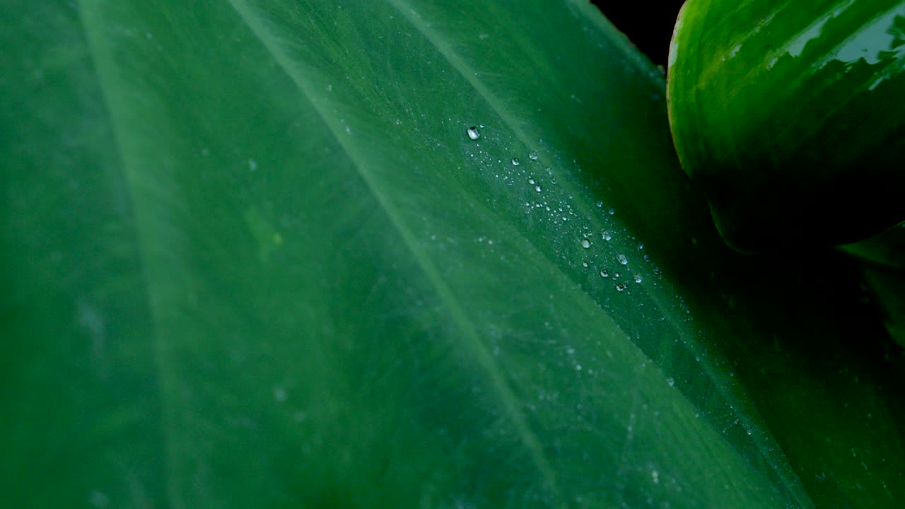 雨季绿叶上露珠的极端特写视频素材