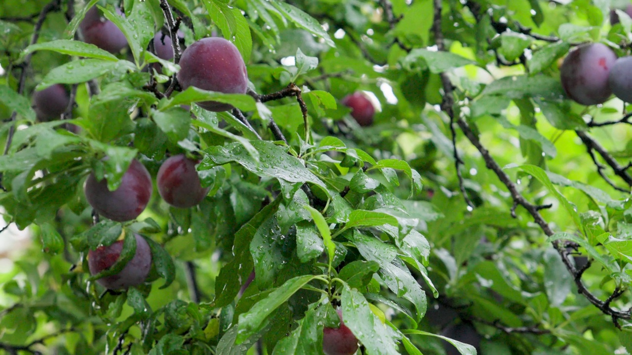 雨季时，雨滴落在农场树上的新鲜李子上视频素材