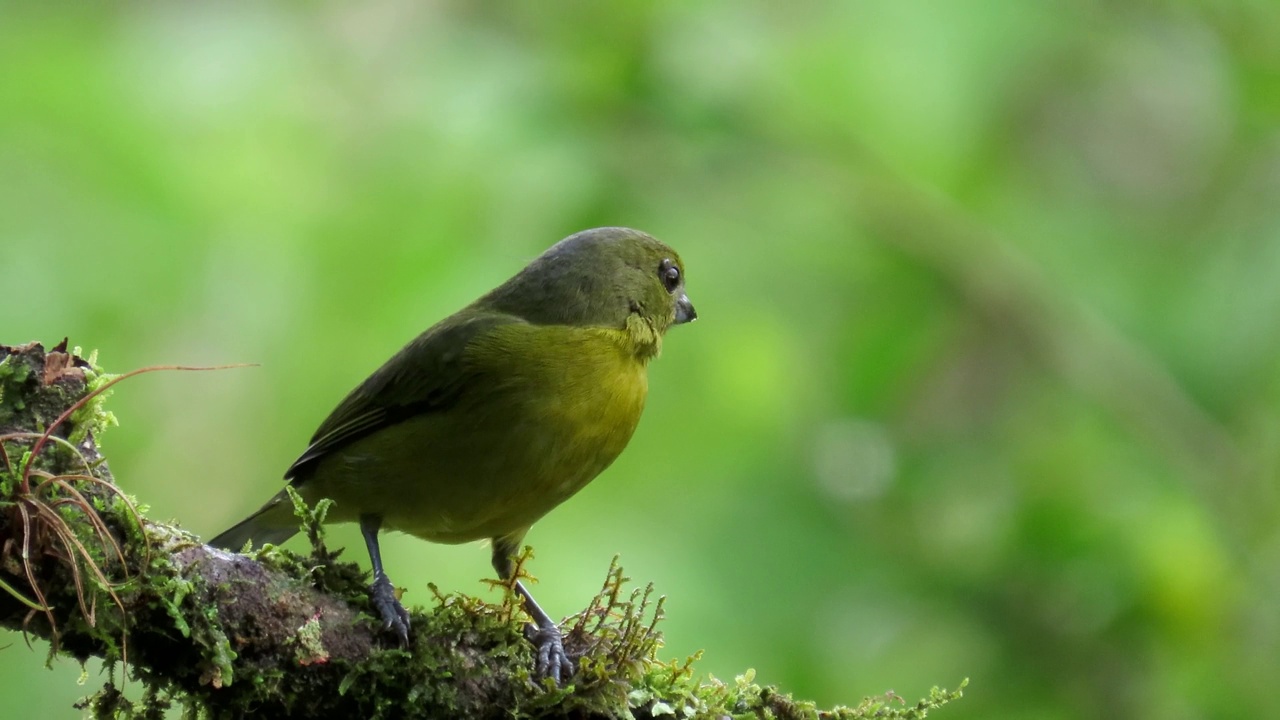 堇菜属(euphonia violacea)。视频素材