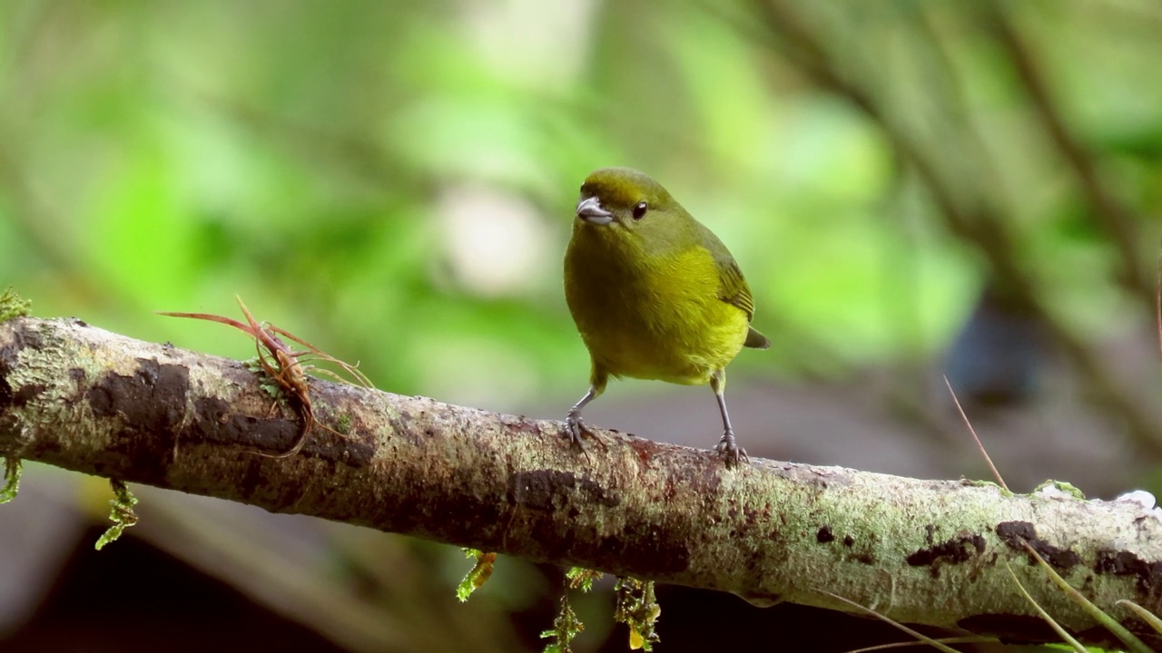 堇菜属(euphonia violacea)。视频素材