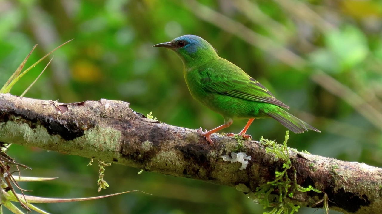 堇菜属(euphonia violacea)。视频素材