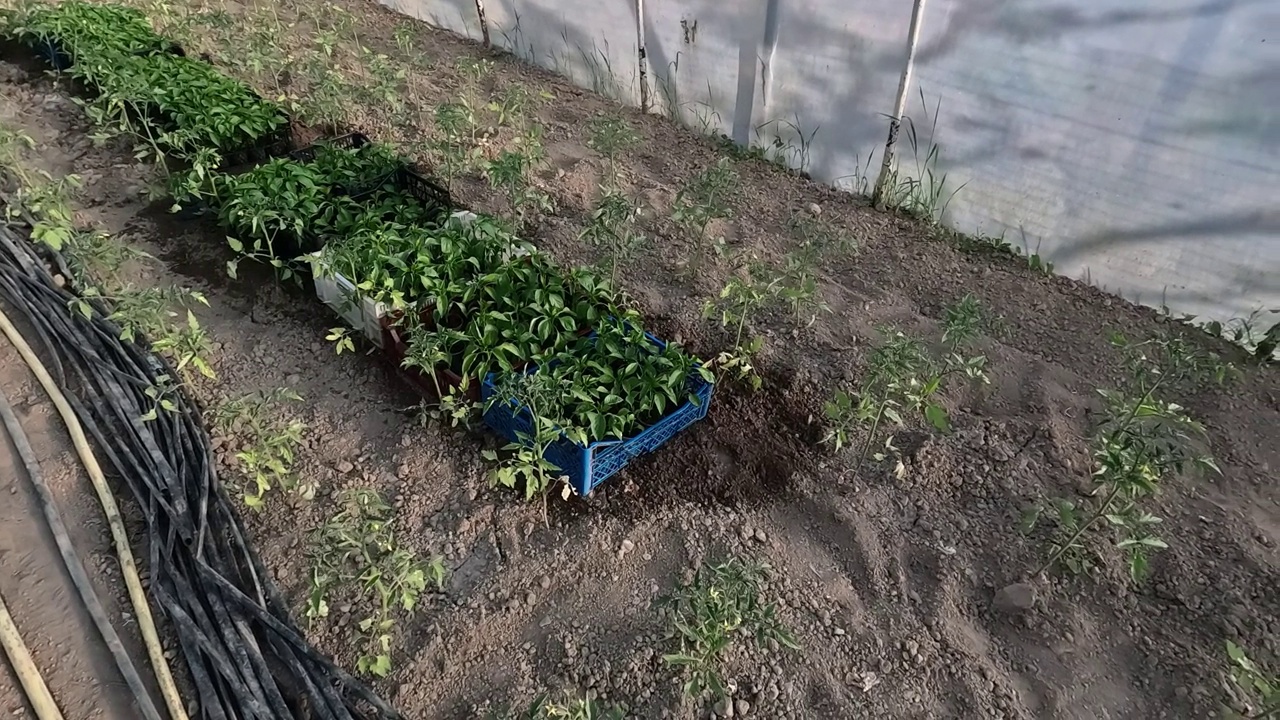 蔬菜园艺用盘椒苗准备在温室中移栽视频素材