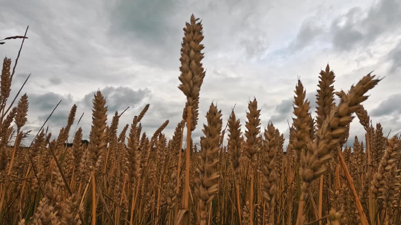 暴雨前金色麦田上空的延时移动云。黑麦地里戏剧性的暴风云。视频素材