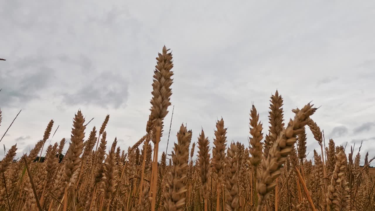 暴雨前金色麦田上空的延时移动云。黑麦地里戏剧性的暴风云。视频素材