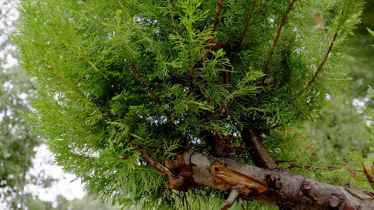 森林中树干的特写镜头视频素材