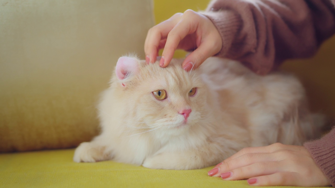 一个女人在家里的客厅里笑着玩猫。视频素材