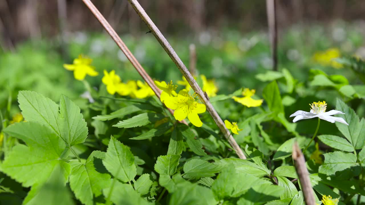 春天的第一朵野花开着白色的花瓣视频素材