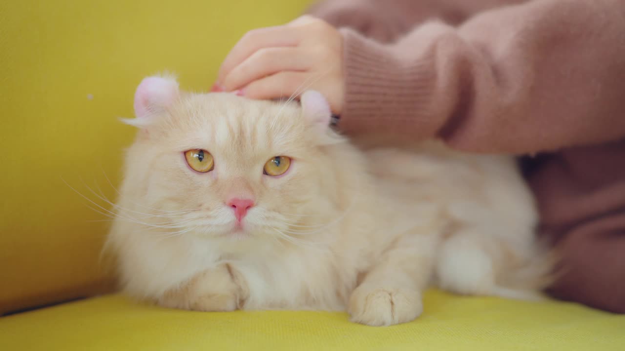 一个女人在家里的客厅里笑着玩猫。视频素材