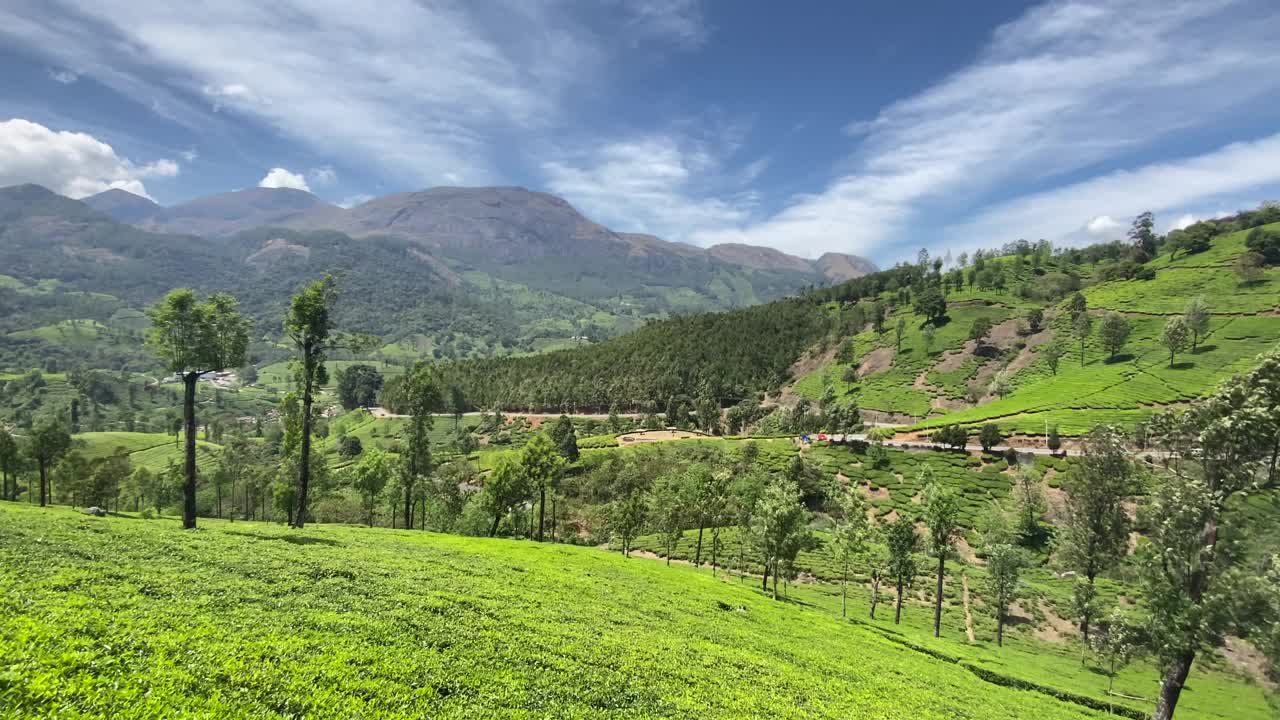 美丽的绿色景观穆纳尔茶园，喀拉拉邦，印度南部视频素材