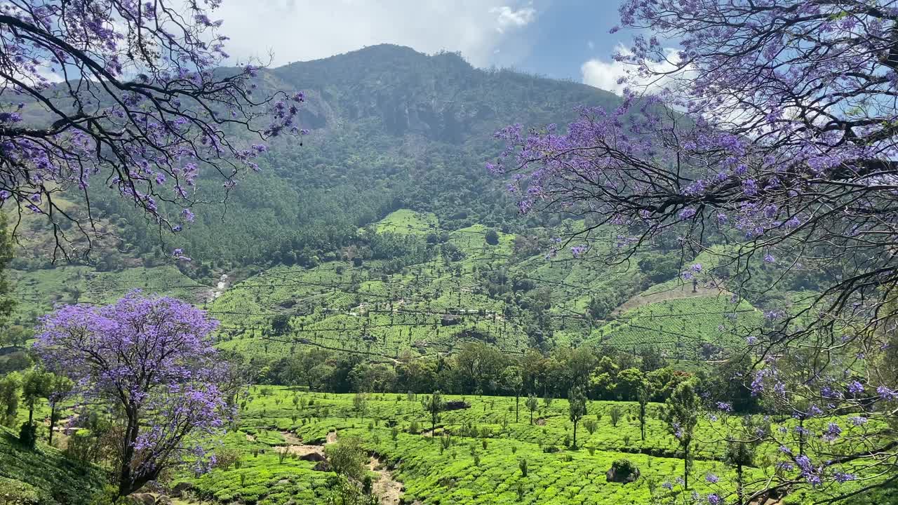 美丽的绿色景观穆纳尔茶园，喀拉拉邦，印度南部视频素材