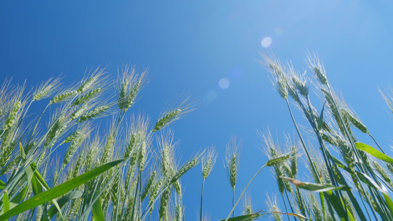 美丽的蓝天。强风摇动麦田。低角度视角。麦田随风摇曳。夏季的农田。视频素材