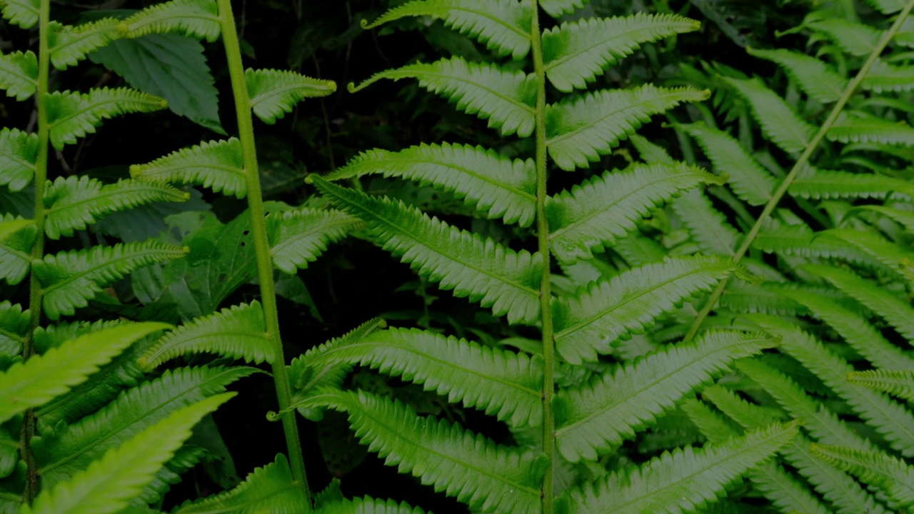 绿色蕨类植物生长在茂密的林地的特写视频素材