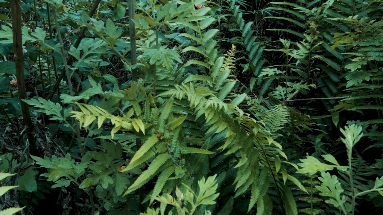 绿色蕨类植物生长在茂密的林地的特写视频素材