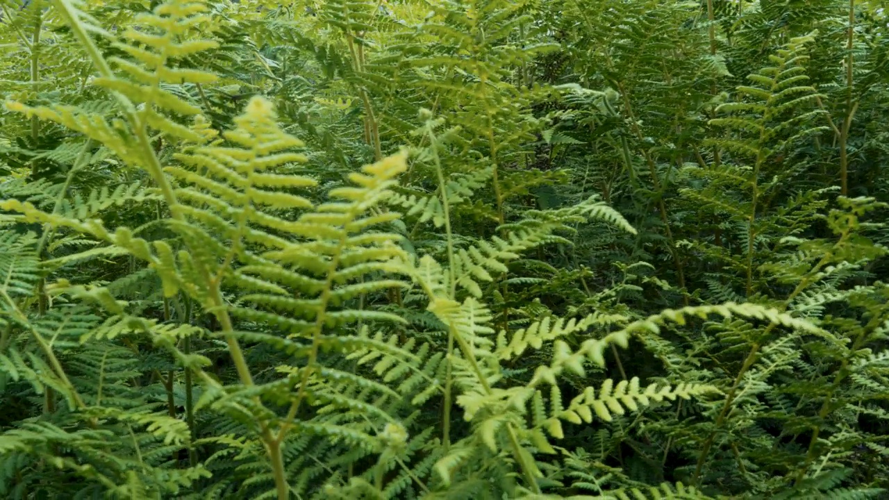 绿色蕨类植物生长在茂密的林地的特写视频素材